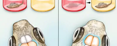 (Left) The optic lobes are thought to be involved in visual processing. In this study, researchers found that guppies with larger optic lobes more quickly learned a visual discrimination task&mdash;identifying which color well contained food. (Right) The fish telencephalon is thought to be involved in spatial learning, memory, and inhibitory control. Here, the researchers found that a larger telencephalon might enhance the fish&rsquo;s cognitive flexibility, allowing them to more quickly associate food with a new color after the researchers switched it.